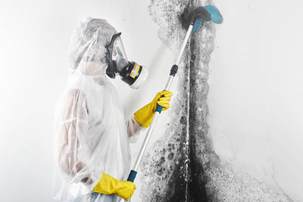 Best Post-Construction Mold Inspection  in South Wallins, KY