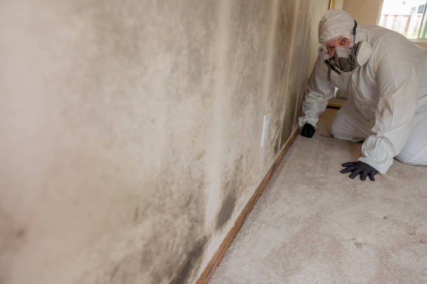 Best Dehumidification Services  in South Wallins, KY